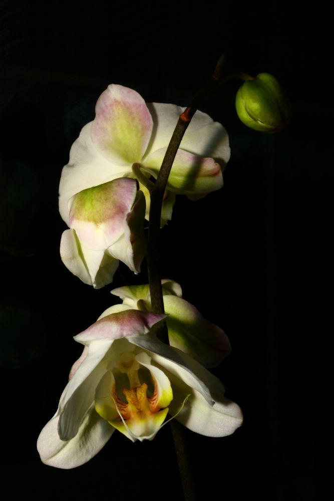 Phalaenopsis Portrait