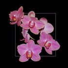 Phalaenopsis-Pracht