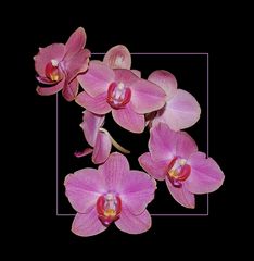 Phalaenopsis-Pracht