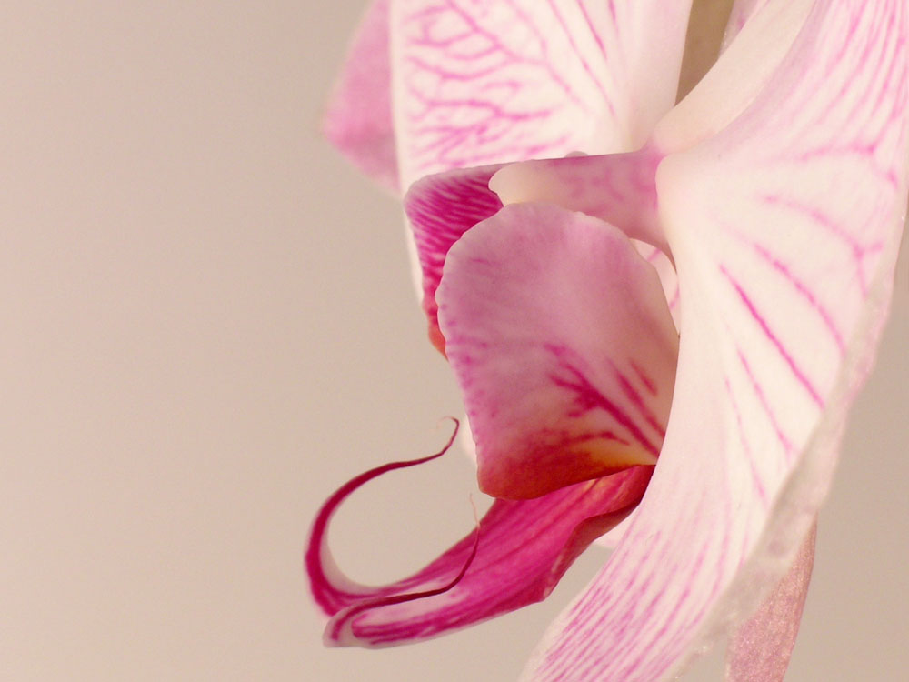 Phalaenopsis Pretty Pink