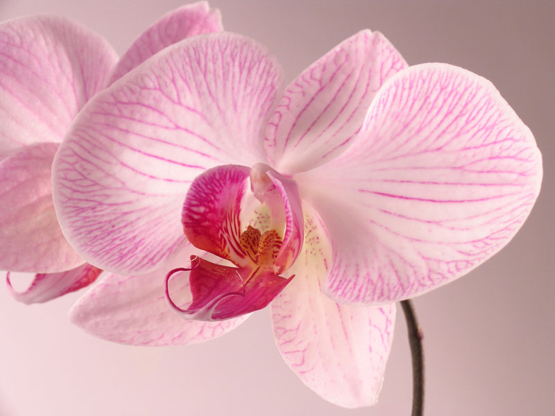 Phalaenopsis Pretty Pink II