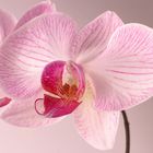 Phalaenopsis Pretty Pink II