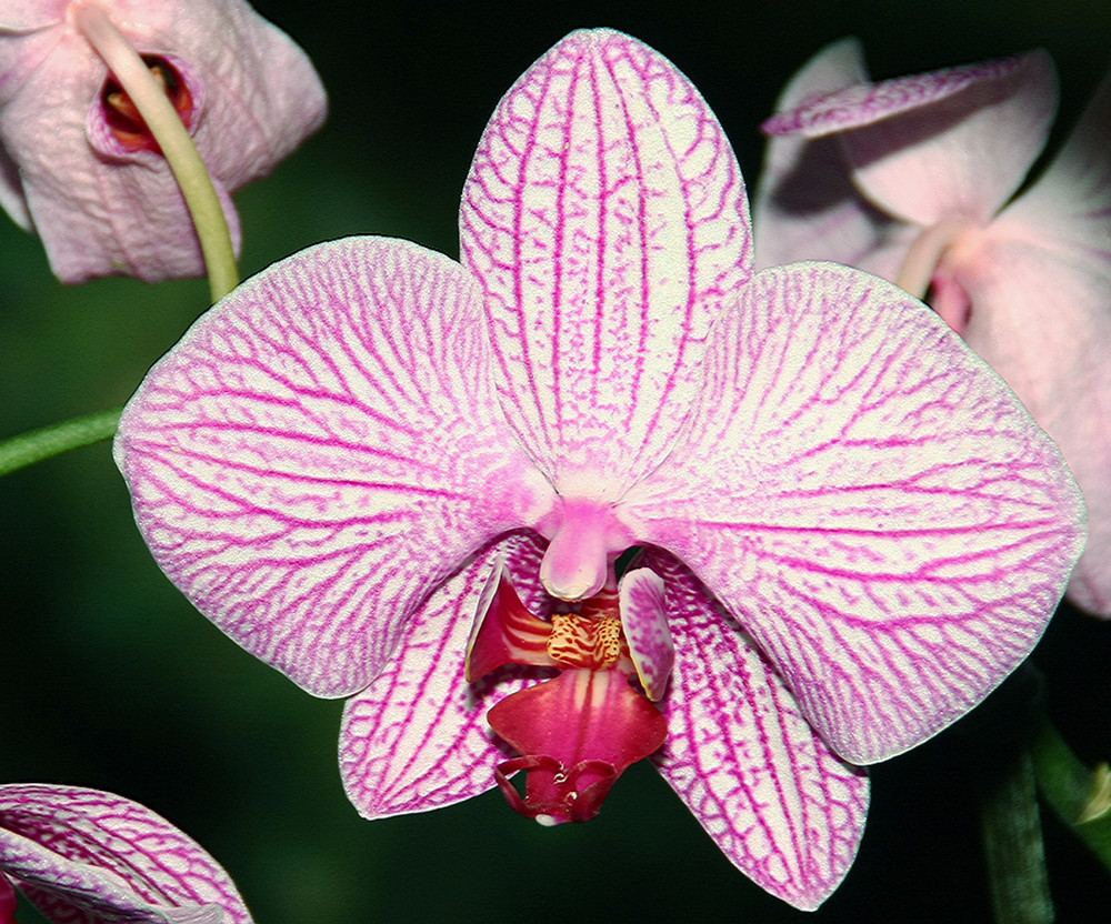 Phalaenopsis rosa