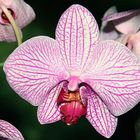 Phalaenopsis rosa