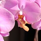 Phalaenopsis-schlegelii