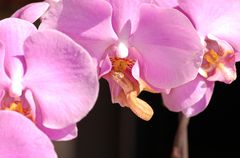 Phalaenopsis-schlegelii