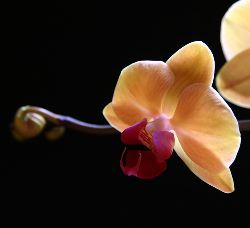 Phalaenopsis - Schmetterlingsorchidee