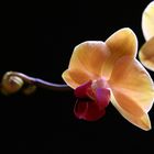 Phalaenopsis - Schmetterlingsorchidee