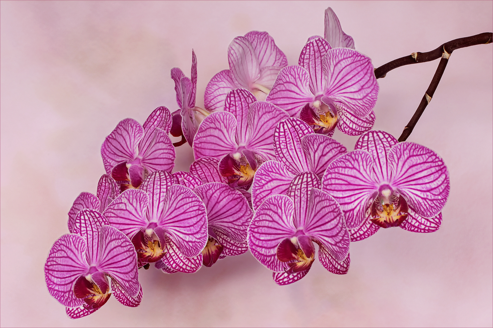 Phalaenopsis - Schmetterlingsorchidee...