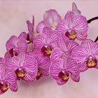 Phalaenopsis - Schmetterlingsorchidee...