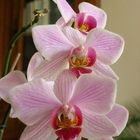 Phalaenopsis s'envole