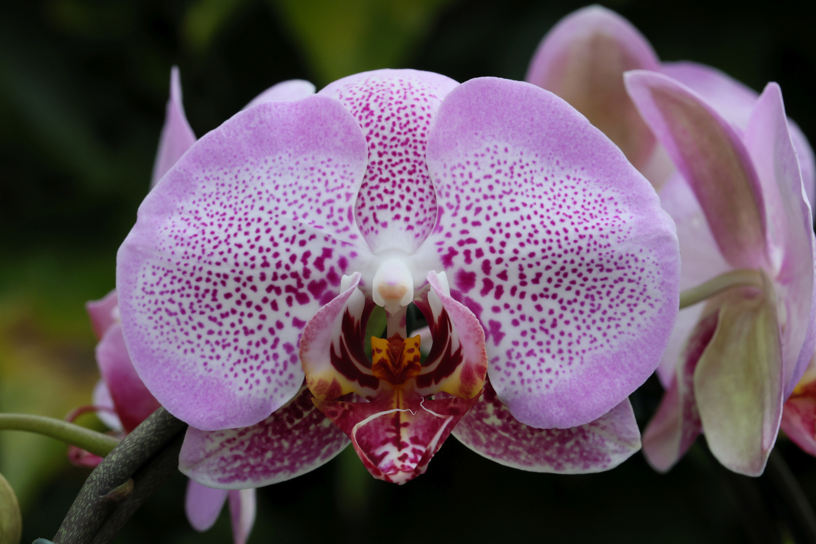 Phalaenopsis Sexy Pink