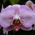 Phalaenopsis Sexy Pink