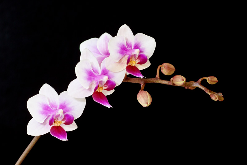 Phalaenopsis Sogo Twinkle