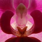 Phalaenopsis - Sonntagsblüte