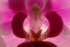 Phalaenopsis - Sonntagsblüte