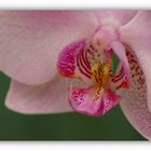 Phalaenopsis Species
