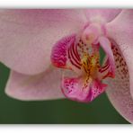 Phalaenopsis Species