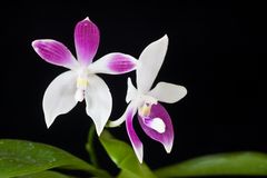 Phalaenopsis speciosa C1