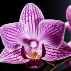 Phalaenopsis Stack