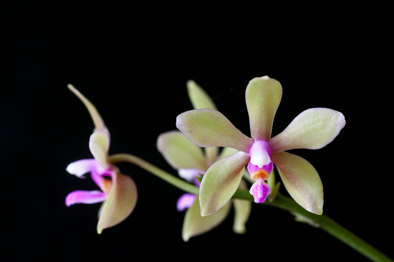 Phalaenopsis stobartiana x bastianii