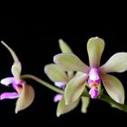 Phalaenopsis stobartiana x bastianii