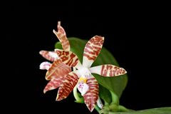 Phalaenopsis sumatrana "South Thailand"