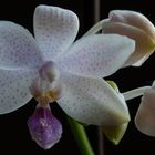 Phalaenopsis Taida Sunshine 
