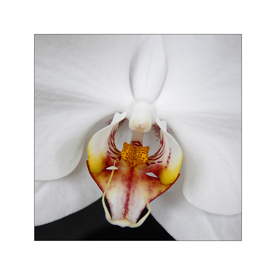 Phalaenopsis - tiefer Einblick