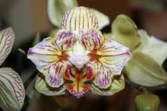 Phalaenopsis (Unbekannt)