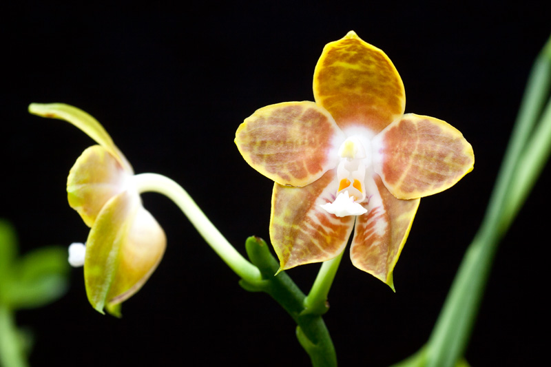 Phalaenopsis venosa