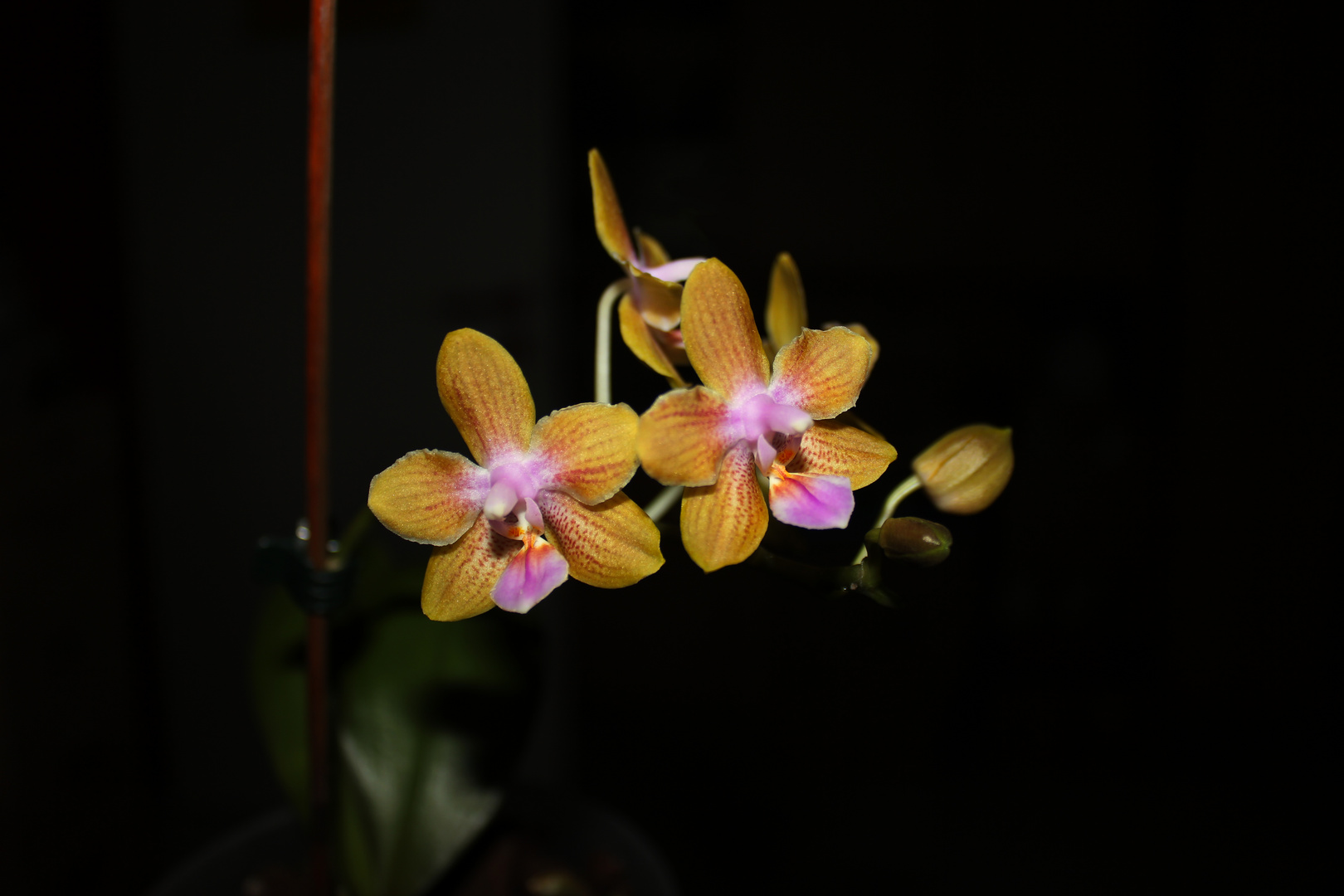 Phalaenopsis venosa x lindenii I