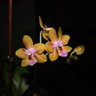 Phalaenopsis venosa x lindenii I