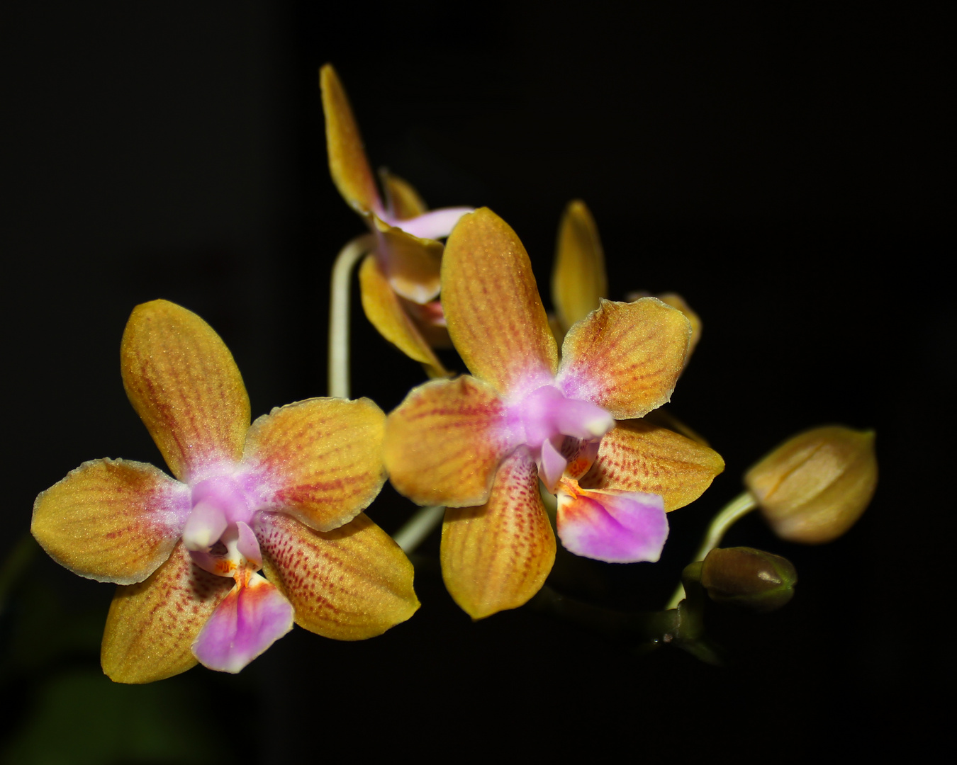 Phalaenopsis venosa x lindenii II