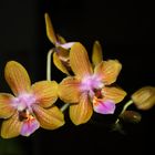 Phalaenopsis venosa x lindenii II