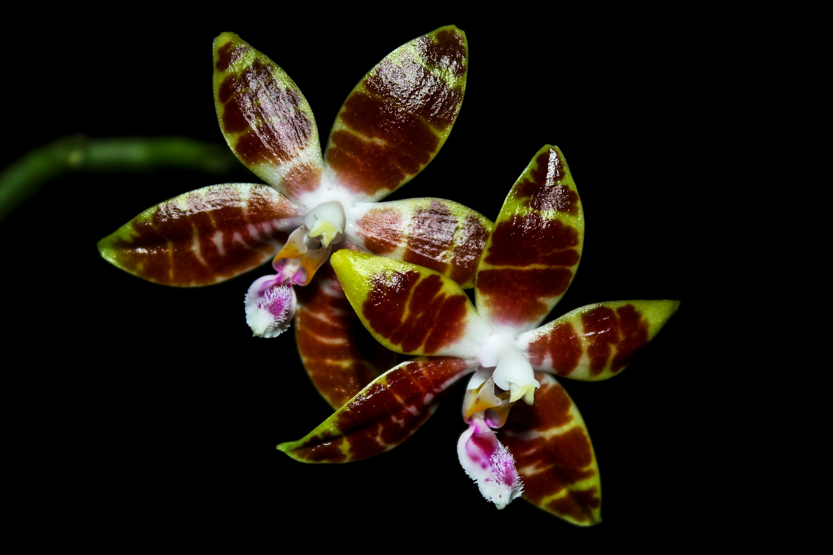 Phalaenopsis venosa x speciosa