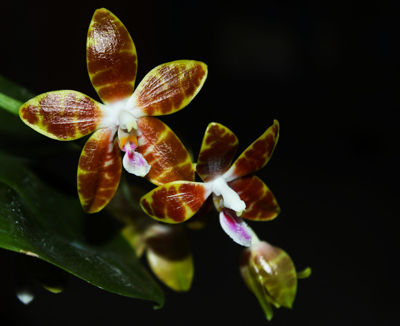 Phalaenopsis venosa x speciosa
