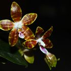 Phalaenopsis venosa x speciosa