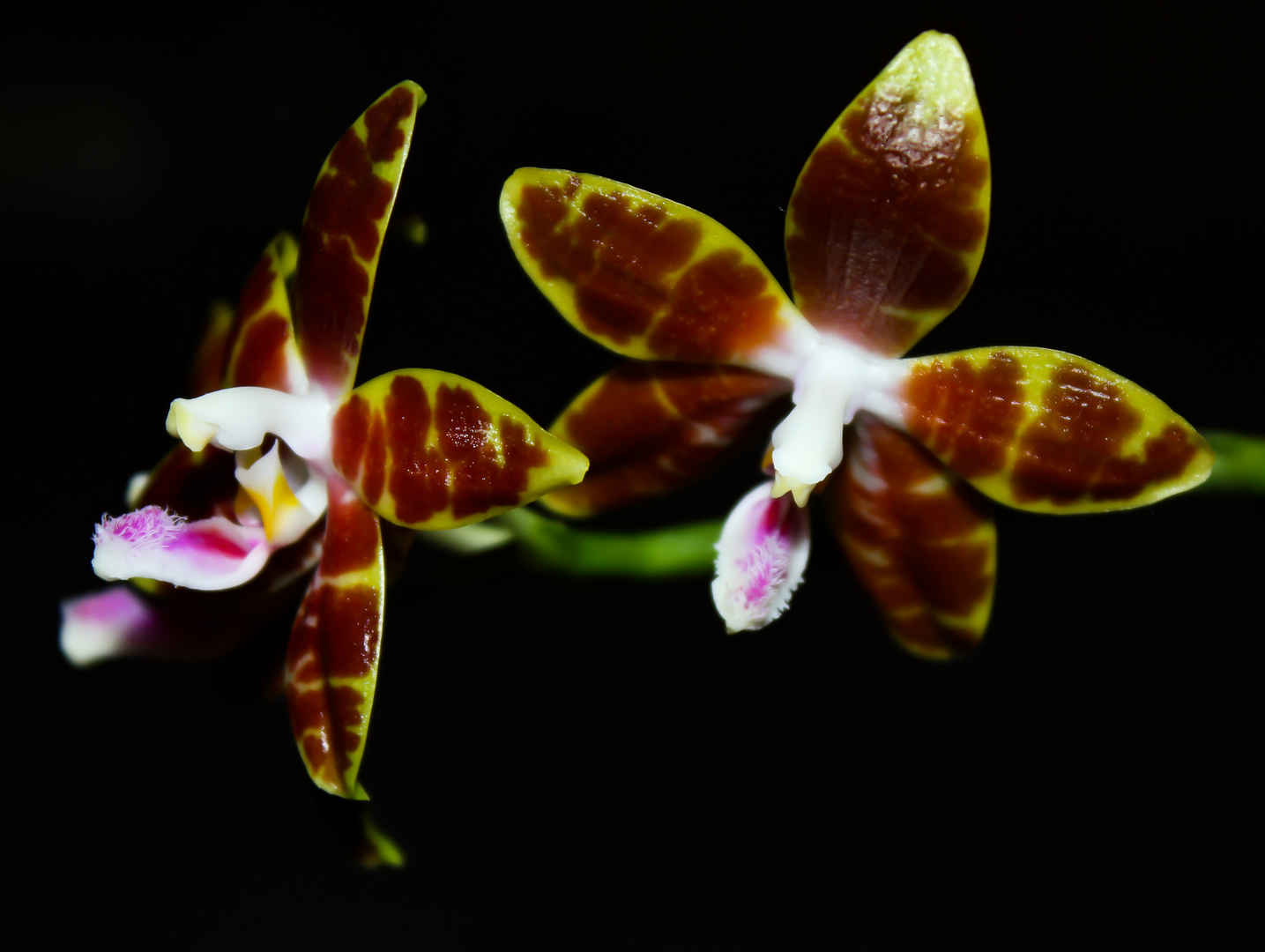 Phalaenopsis venosa x speciosa