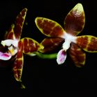 Phalaenopsis venosa x speciosa