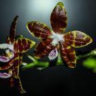 Phalaenopsis venosa x speciosa