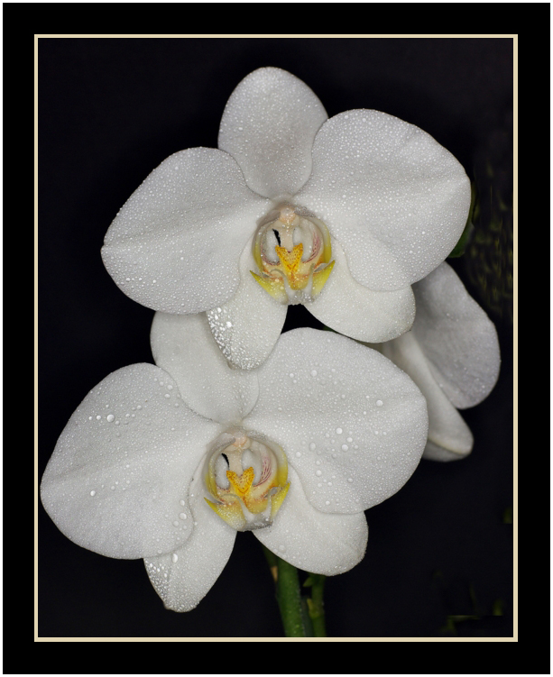 Phalaenopsis  weiß 1.