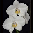Phalaenopsis  weiß 1.