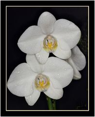 Phalaenopsis  weiß 1.