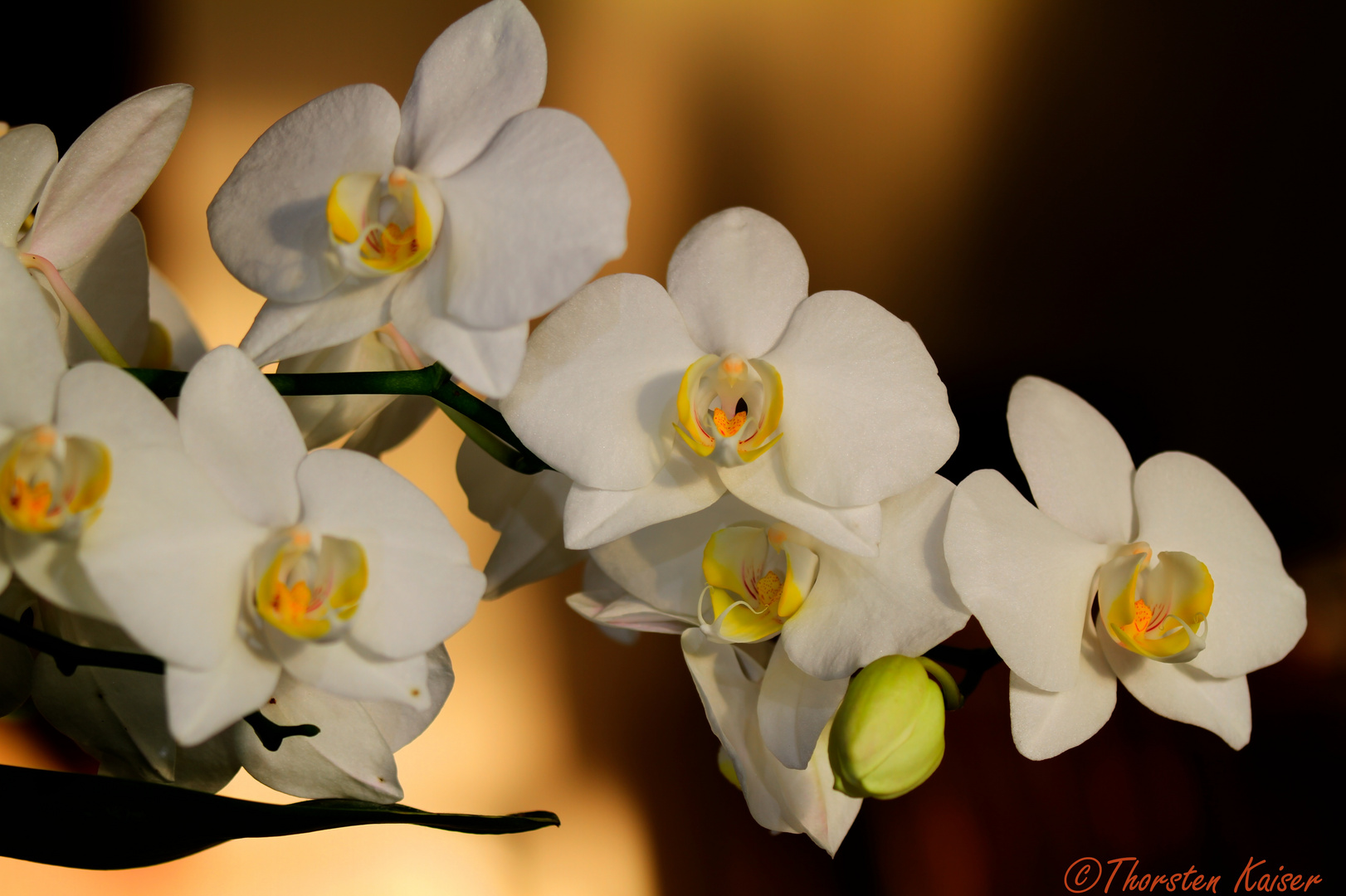 Phalaenopsis weiß