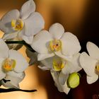 Phalaenopsis weiß