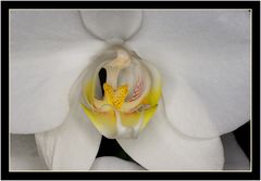 Phalaenopsis weiß 2.