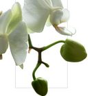 Phalaenopsis weiß