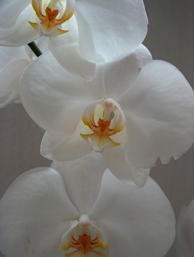 Phalaenopsis weiß