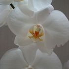 Phalaenopsis weiß